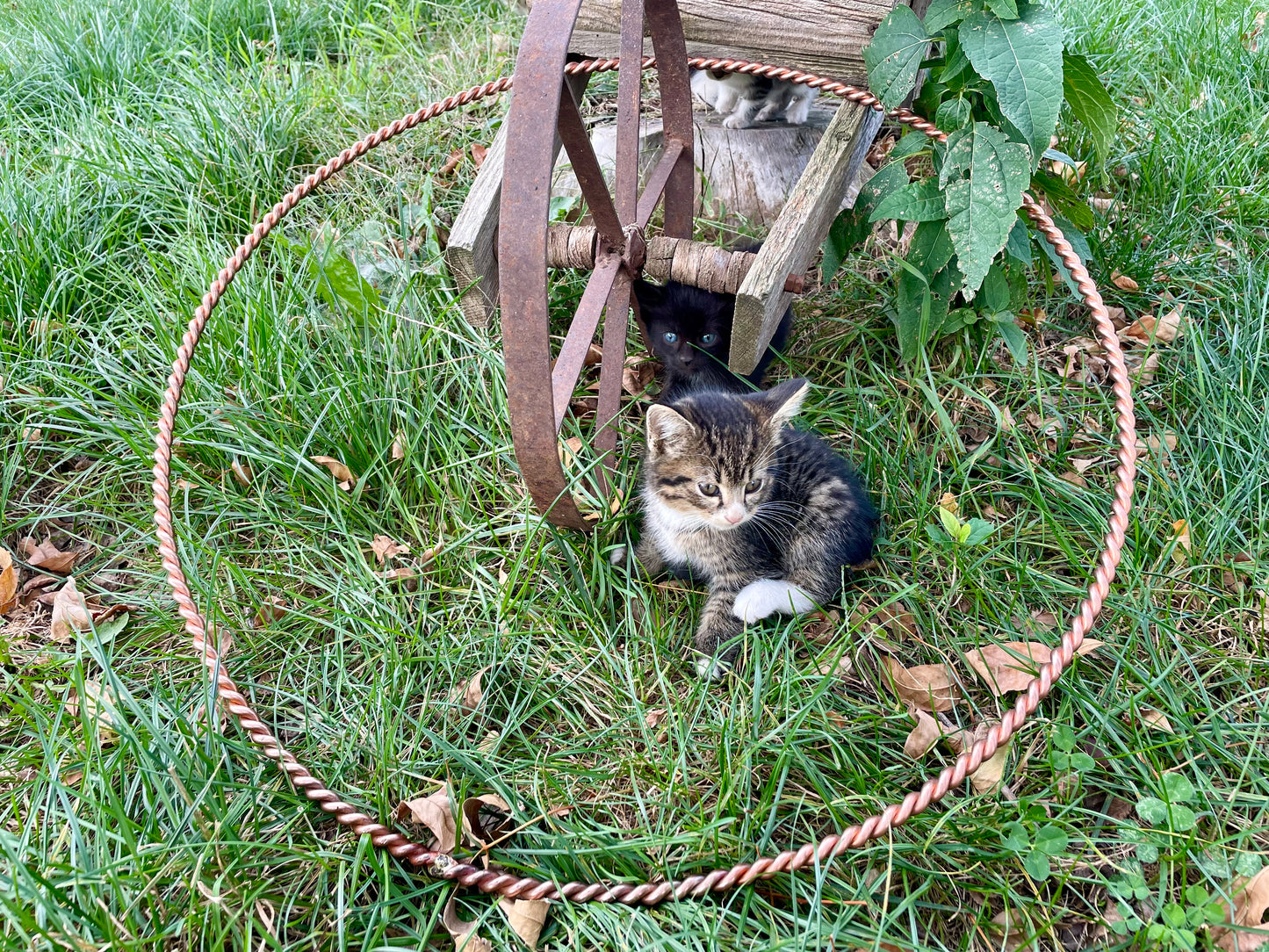 Adama Meditation Ring